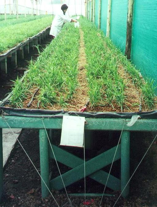 bancos de enraizamiento banco para enraizar y propagar flores clavel rosa esqueje brotes maderas plásticas maderplast para bancos de germinación de flores propagación de plantas vivas camas 005 bancos de enraizamiento banco para enraizar y propagar flores clavel rosa esqueje brotes maderas plásticas maderplast para bancos de germinación de flores propagación de plantas vivas camas 005 bancos de enraizamiento banco para enraizar y propagar flores clavel rosa esqueje brotes maderas plásticas maderplast bancos de enraizamiento banco para enraizar y propagar flores clavel rosa esqueje brotes maderas plásticas maderplast para bancos de germinación de flores propagación de plantas vivas camas 005 para bancos de germinación de flores propagación de plantas vivas camas 005